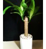 Corn Plant - Dracaena Fragrans - Rick - White Ceramic Planter - Stone - Desk - Indoor Plant